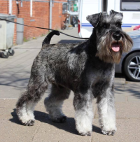 Far: Schnauzer-husets Zeus